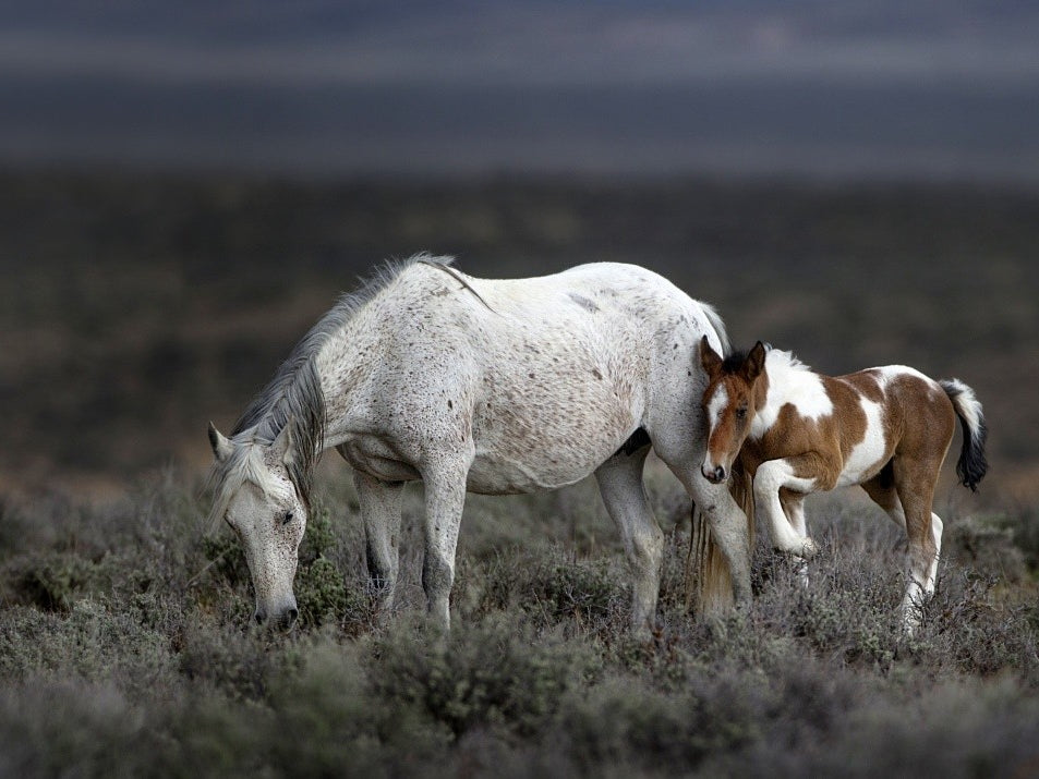  Wild Mustang Generations ...