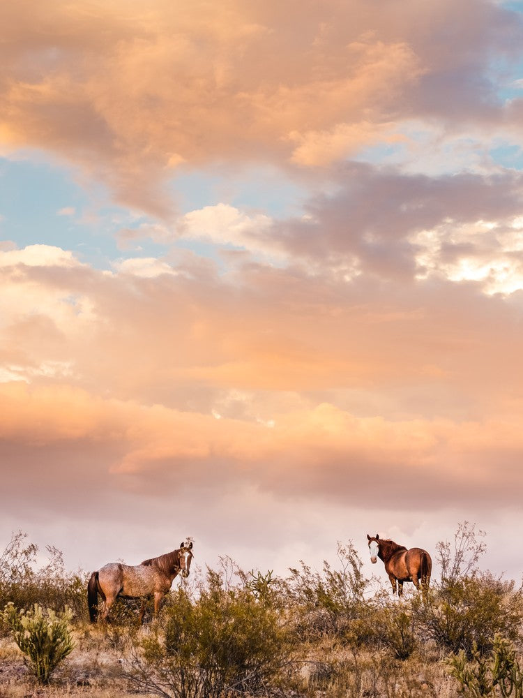 Arizona Wild Horses At Sunset