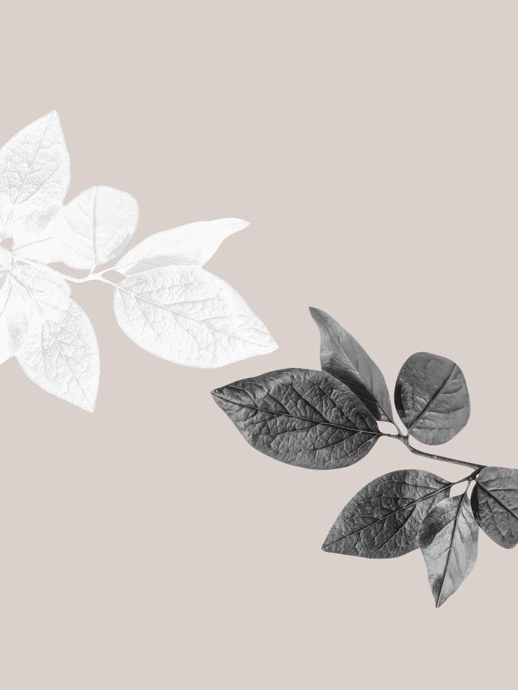Black And White Leaves