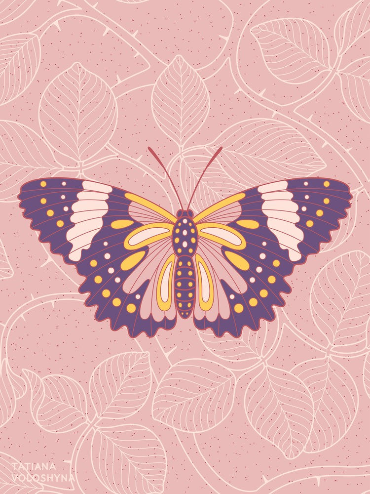Butterfly In Pink Background From Rose