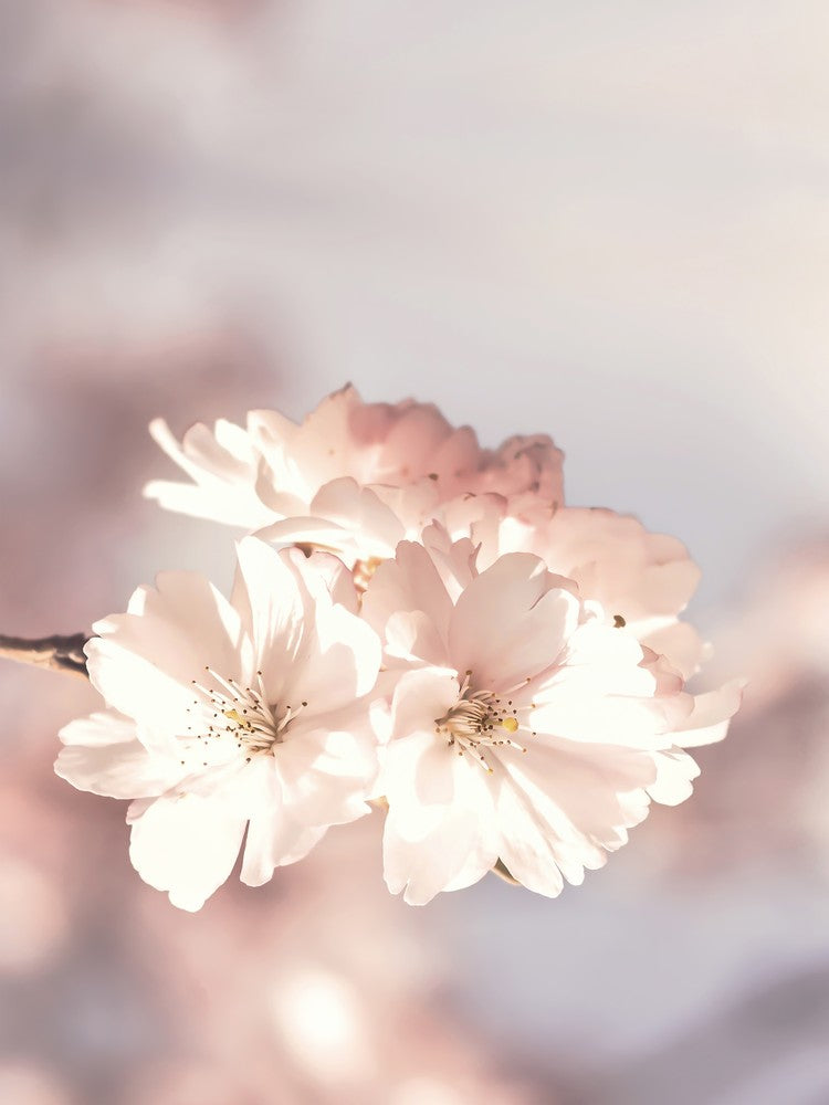 Cherry Blossom
