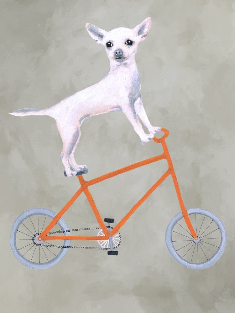 Chihuahua On Bicycle