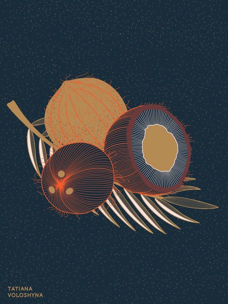 Coconuts And Coconut Tree Branch