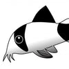 Corydoras