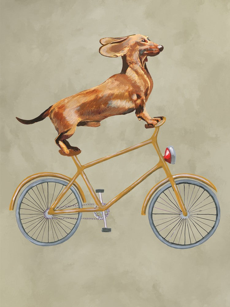 Dachshund On Bicycle