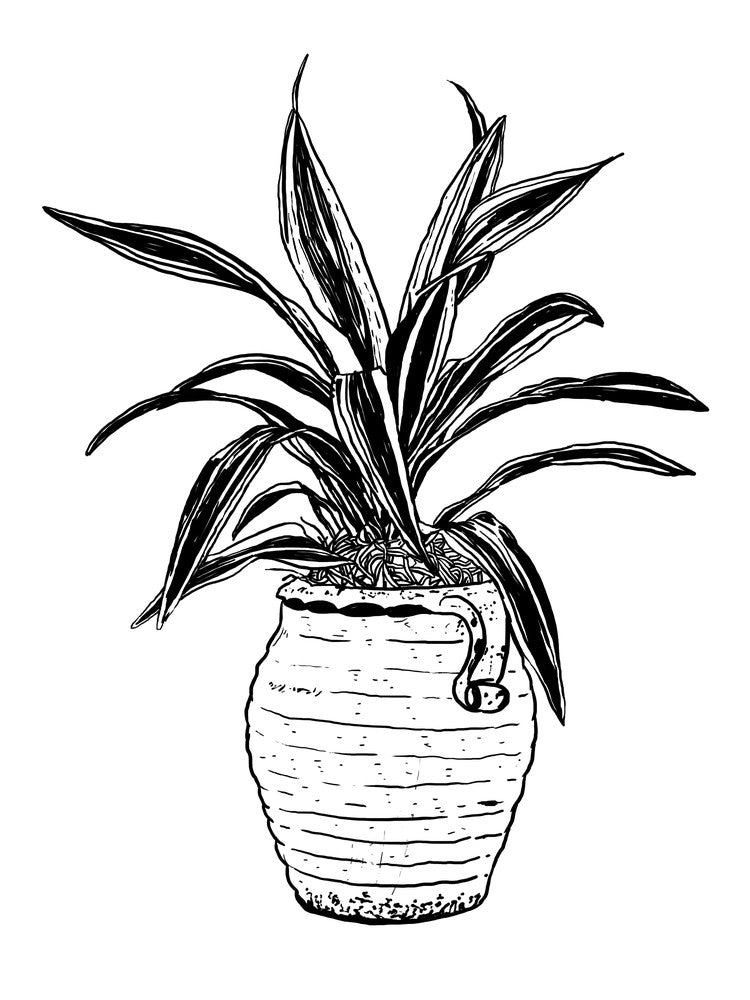 Dracaena