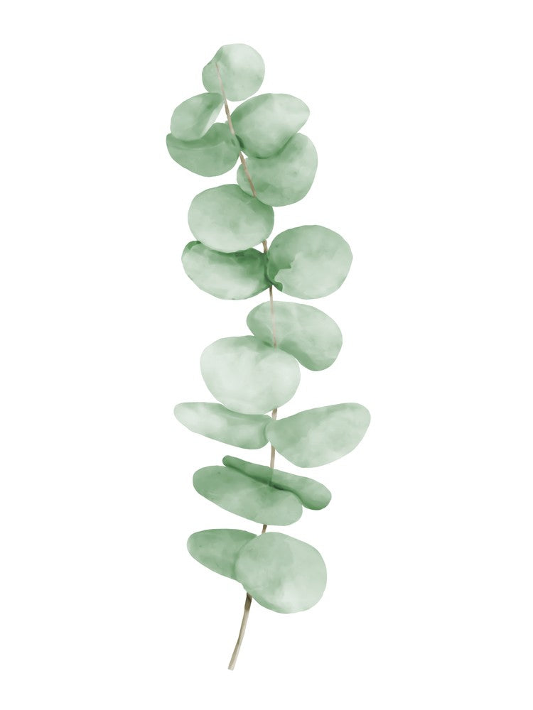 Feuilles d'eucalyptus