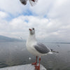 fanzhe