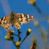 Freddy Brami