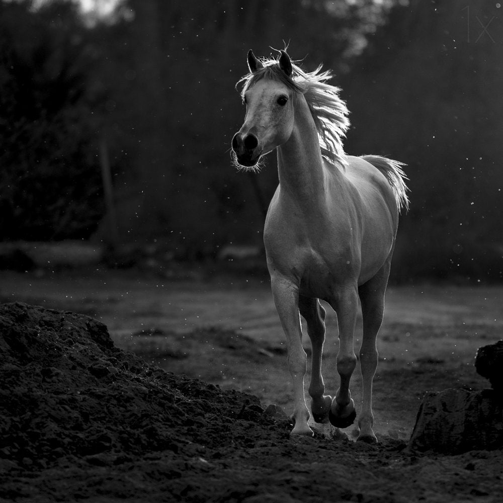 Majestic White Horse Running