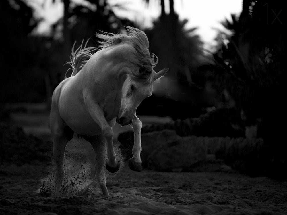 Wild Horse Rearing