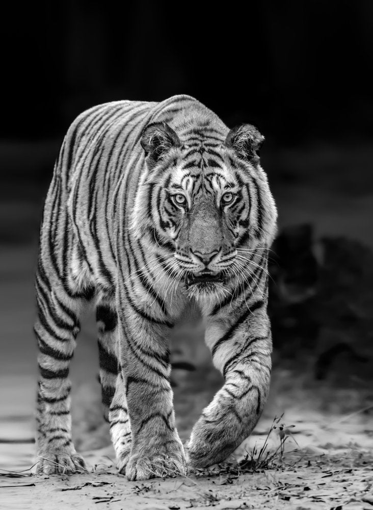 Intense Tiger Gaze