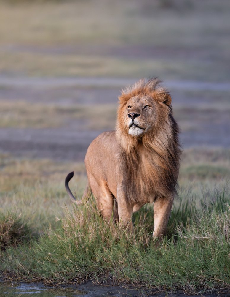 Regal African Lion