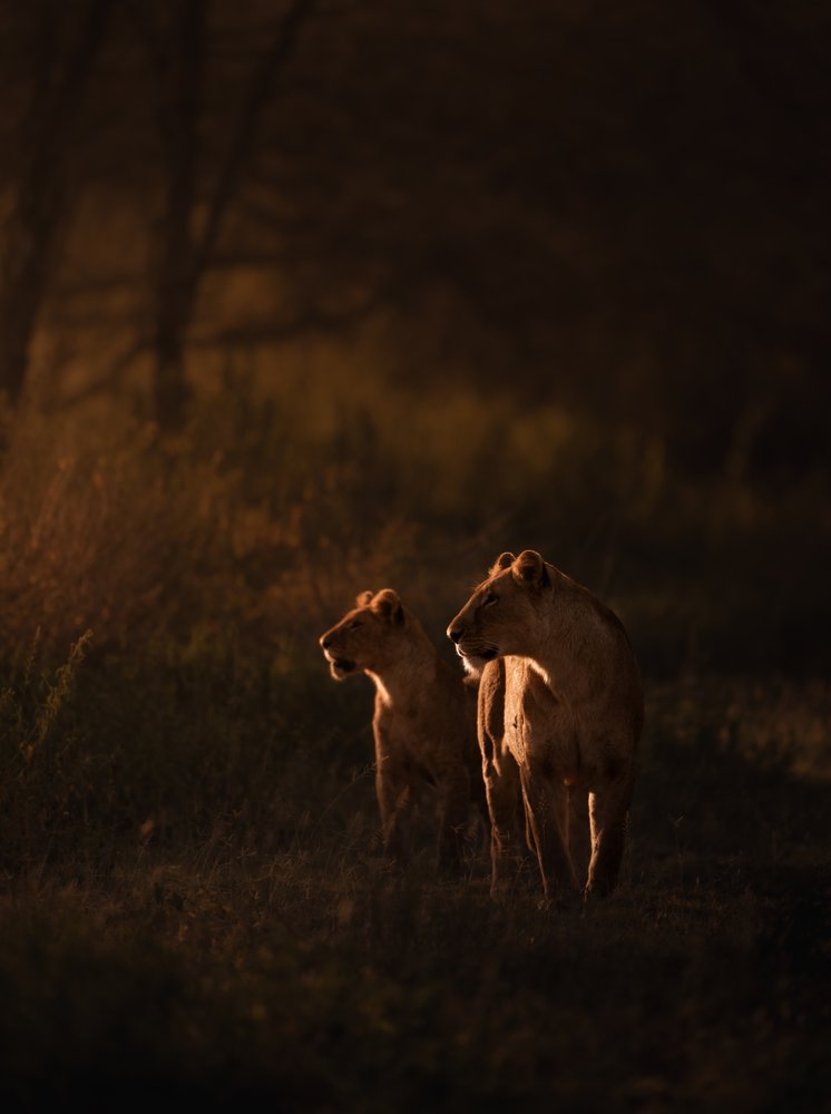 Wild Lions Golden Glow