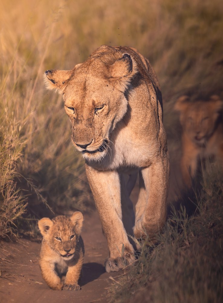 Lioness and Her Cub
