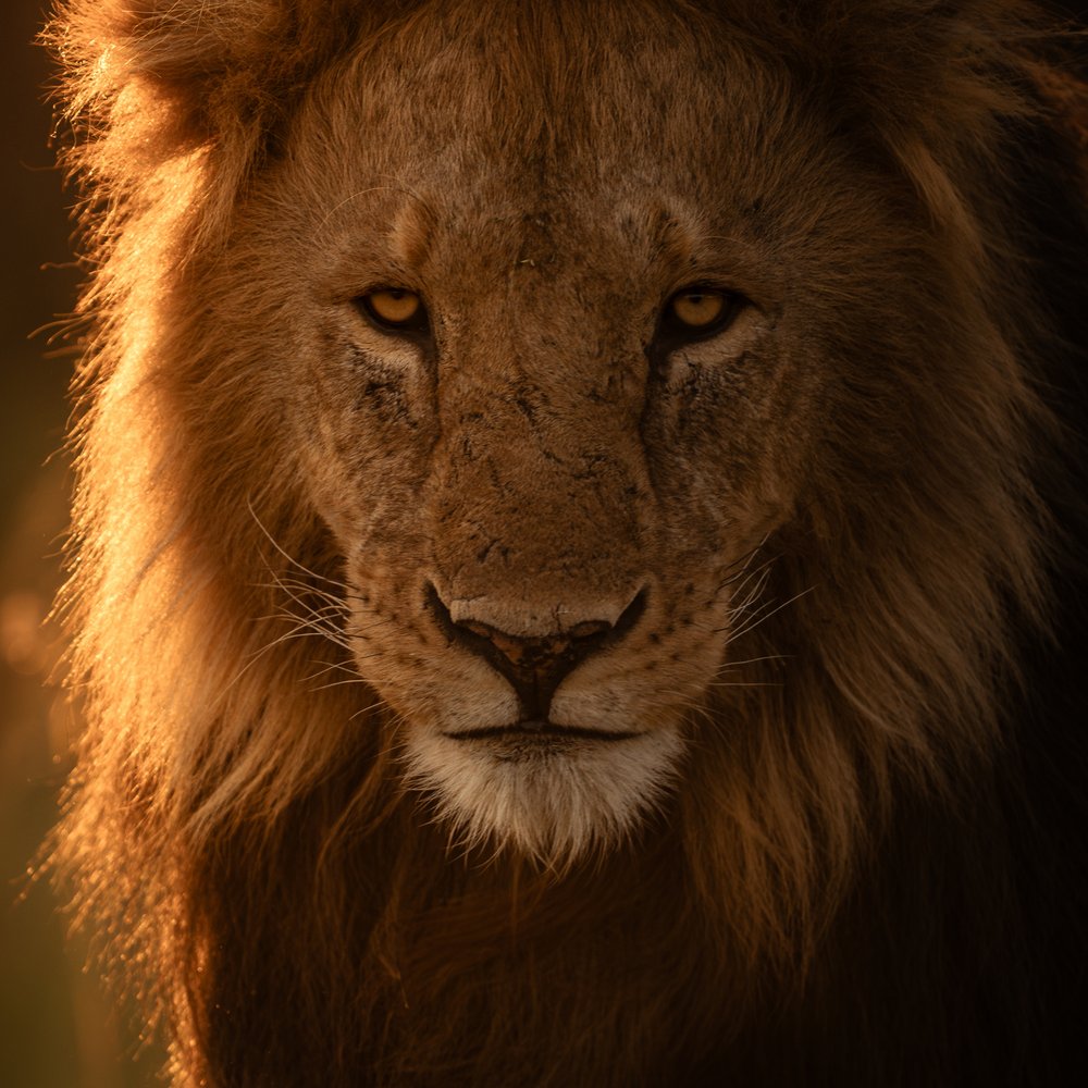 Golden Lion Gaze