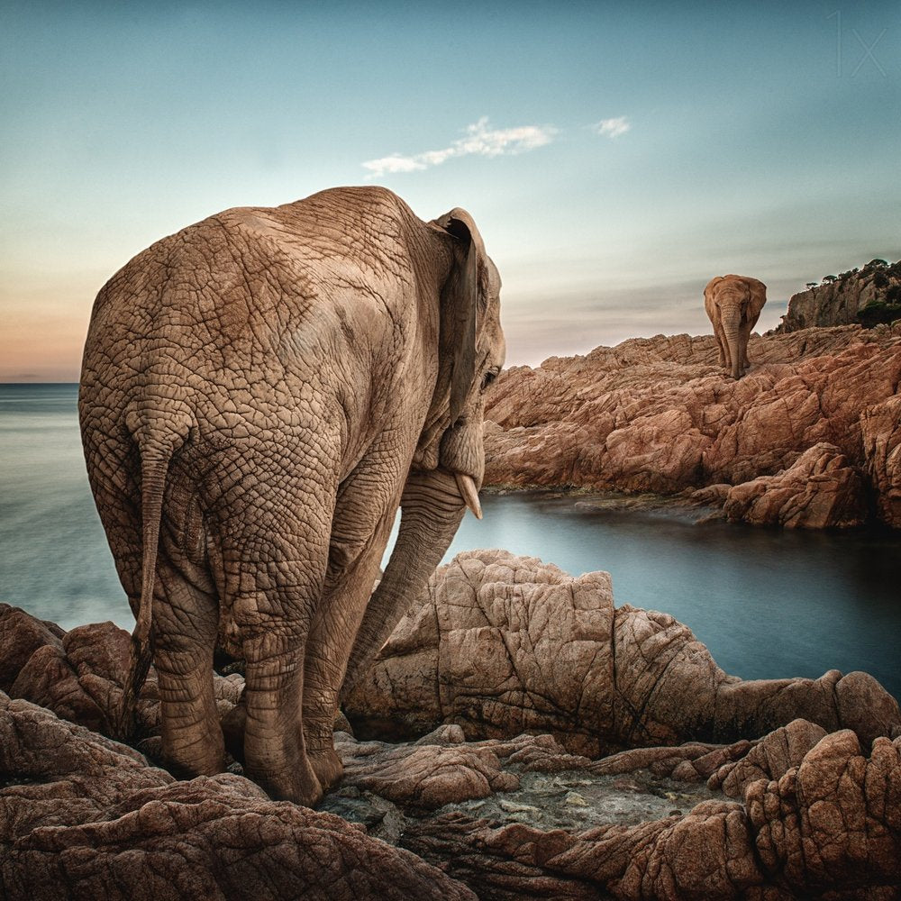 Elephants on Rocky Shore