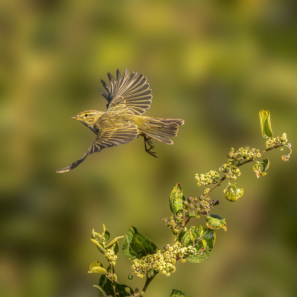 Bird In Mid-Flight