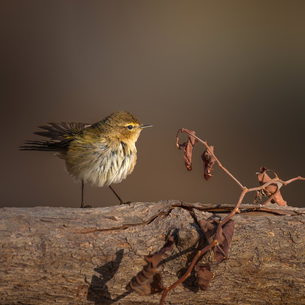 Fluffy Winter Bird on Log