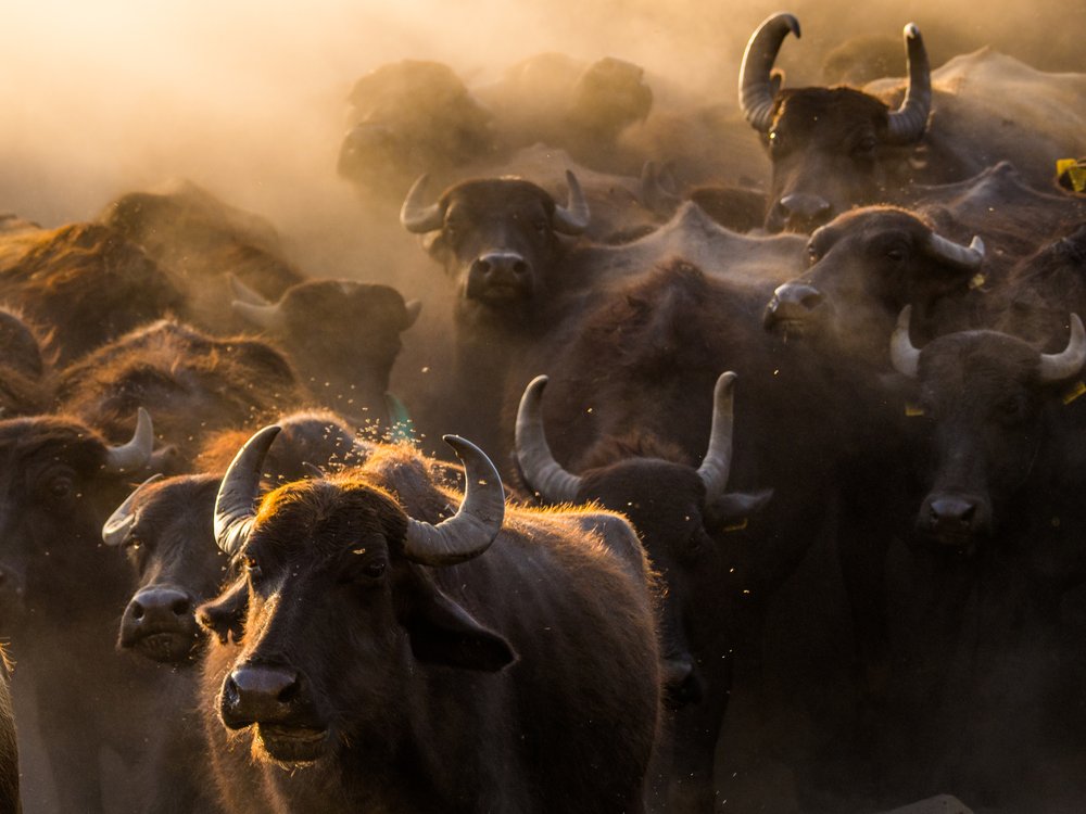 Golden Hour Buffalo Herd