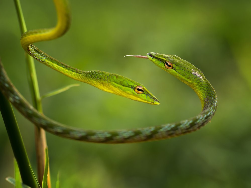 Two Green Snakes