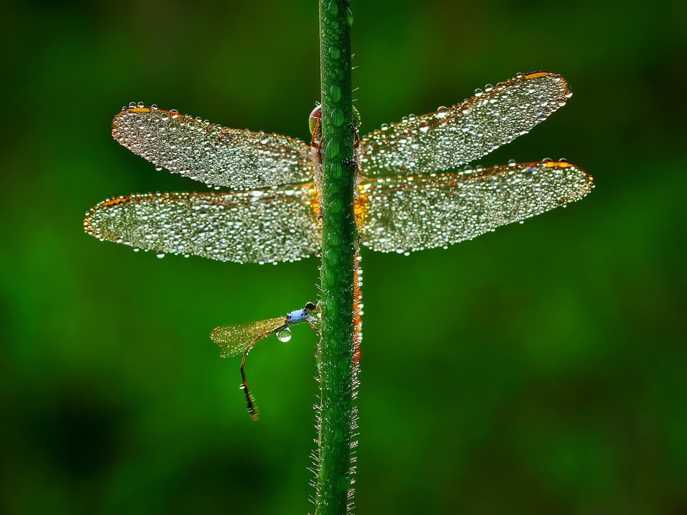 Morning Dew Dragonflies