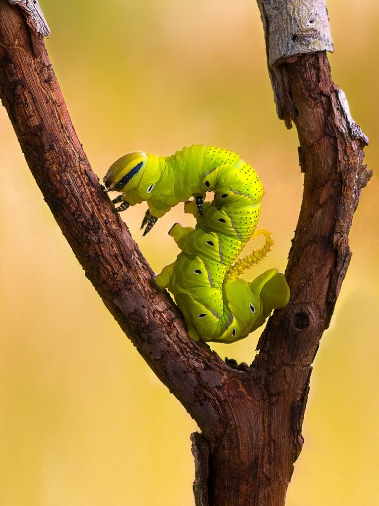 Vibrant Green Caterpillar