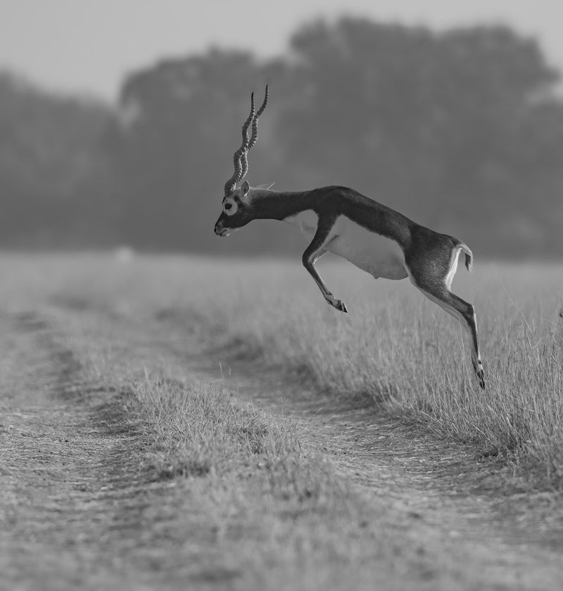 Leaping Blackbuck