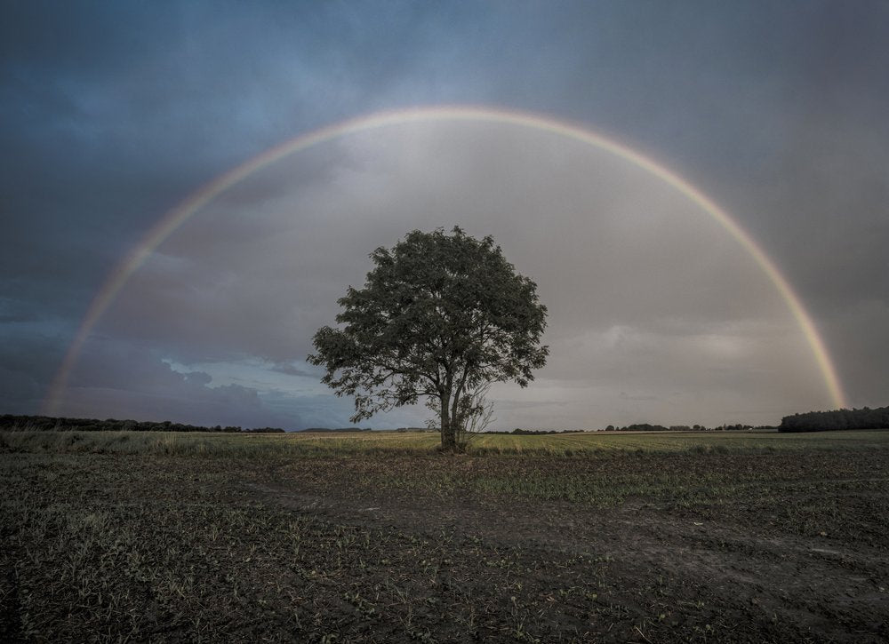 Rainbow Over Lone Tree