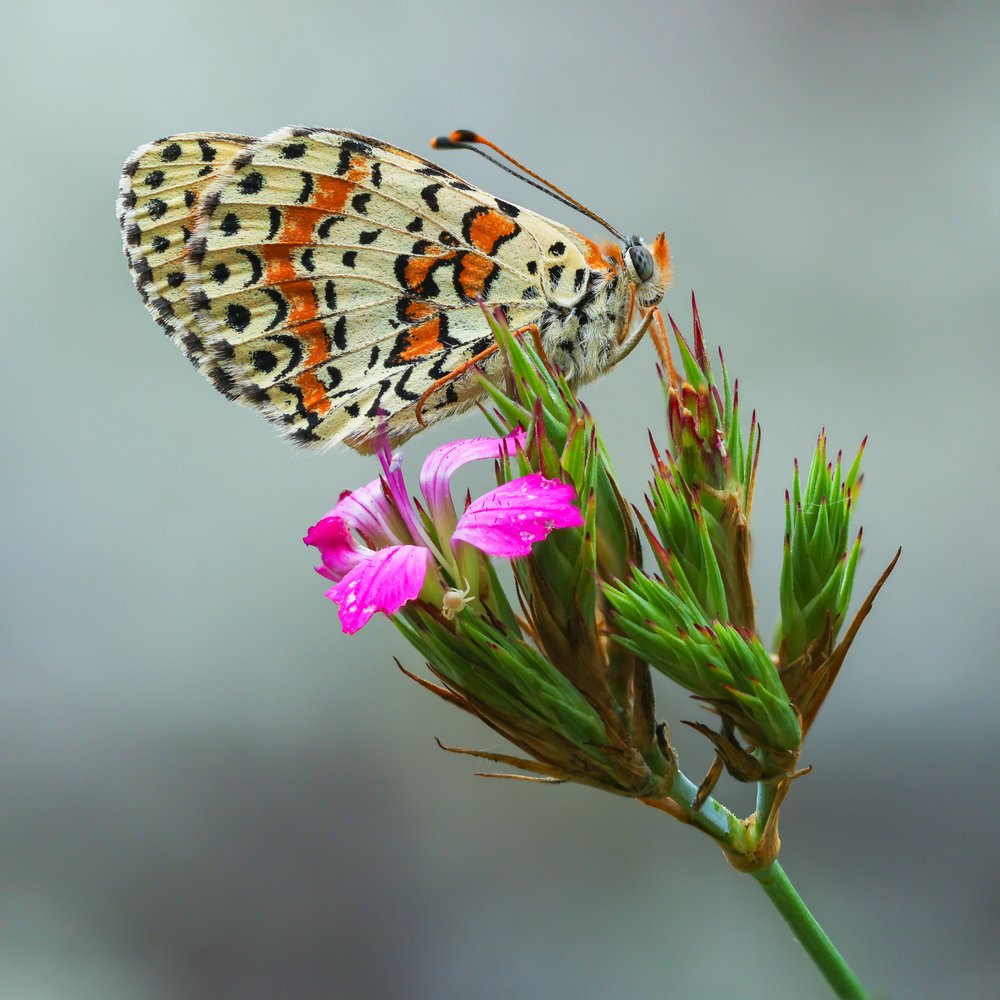 Orange Butterfly on Bloom