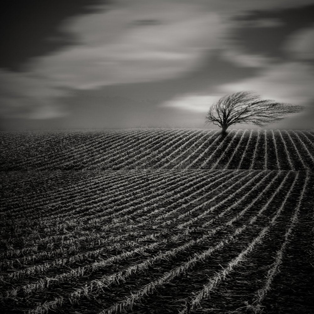 Solitary Tree Field