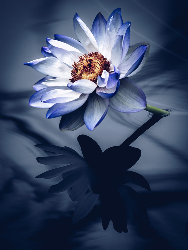 Blue Lotus Reflection