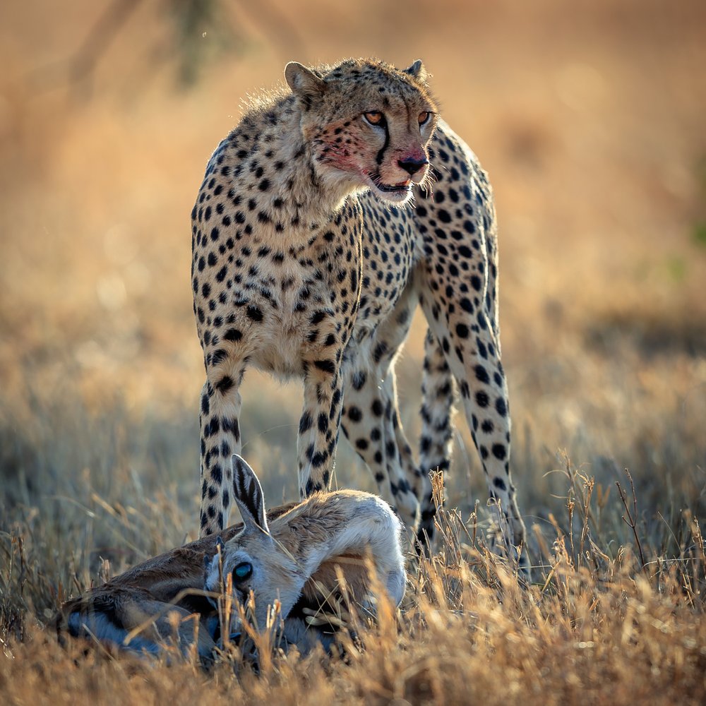 Cheetah and Gazelle