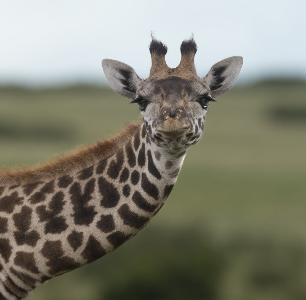 Curious Baby Giraffe