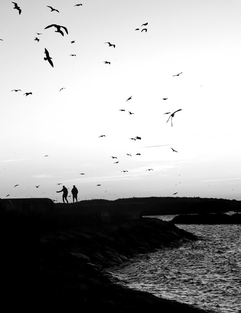 Feeding Birds Silhouette