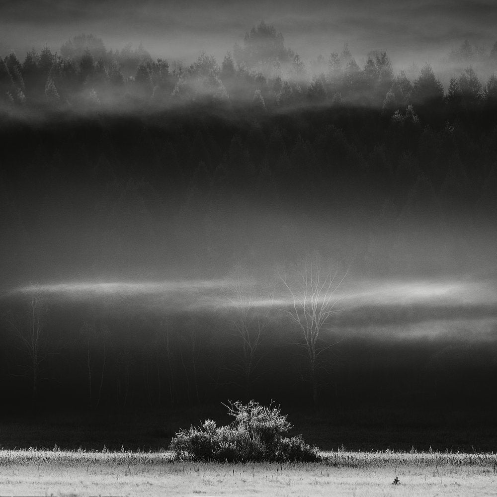 Misty Winter Morning