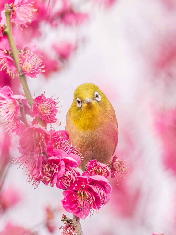 Plum Blossom White-eye