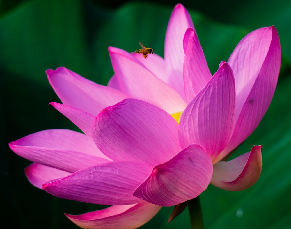 Pink Lotus And Bee