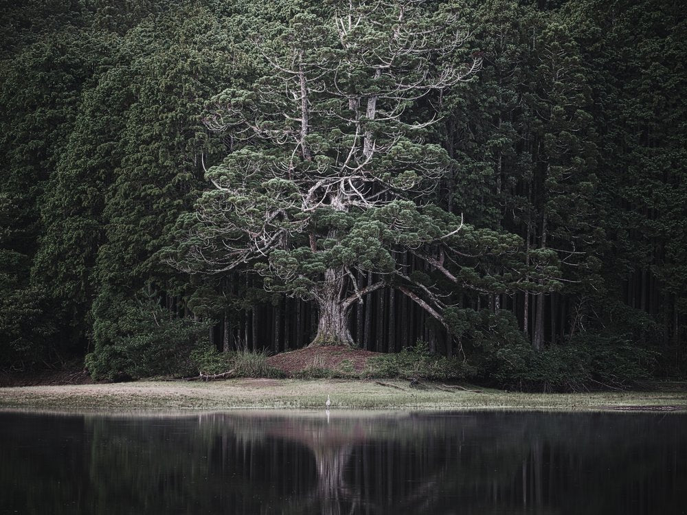 Ancient Tree Reflection