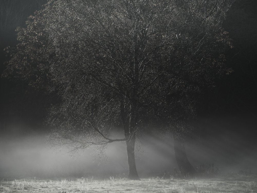 Misty Morning Tree