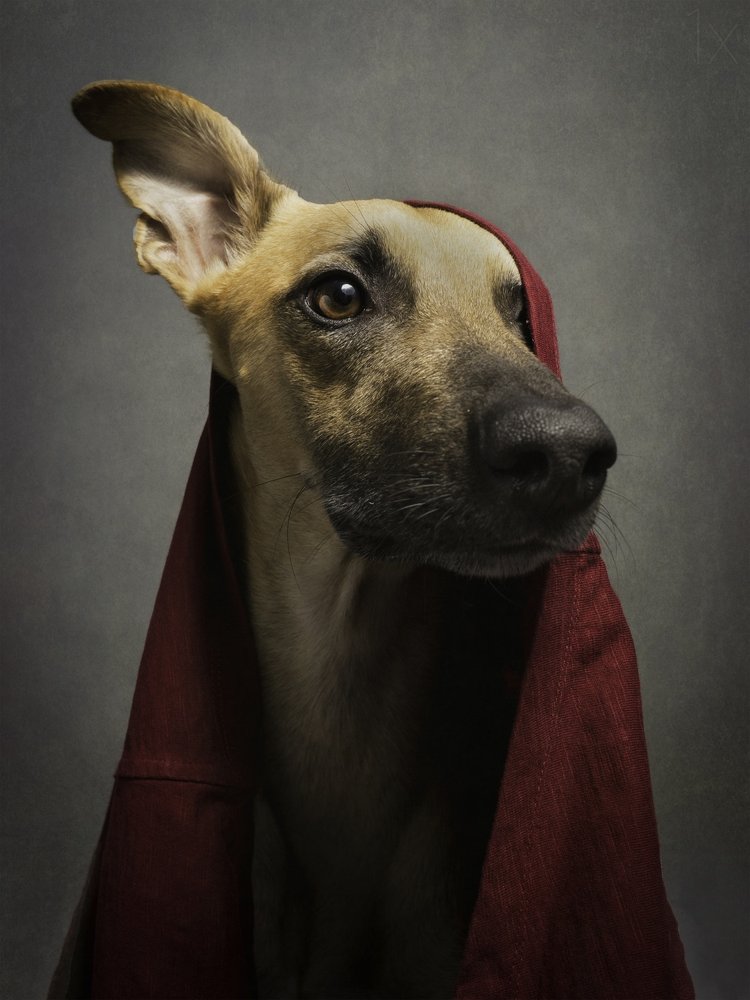 Noble Dog in Red Hood