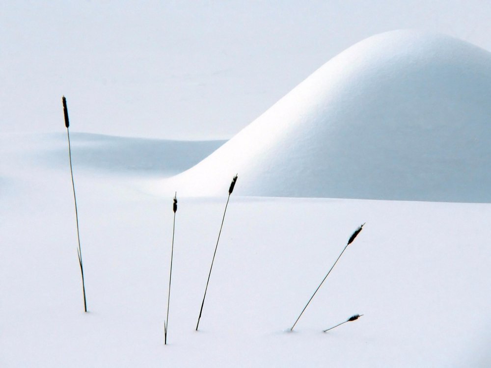 Winter Reeds in Snow
