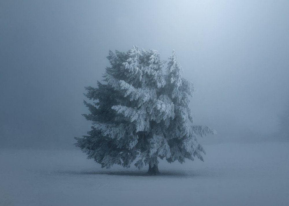 Solitary Snowy Tree
