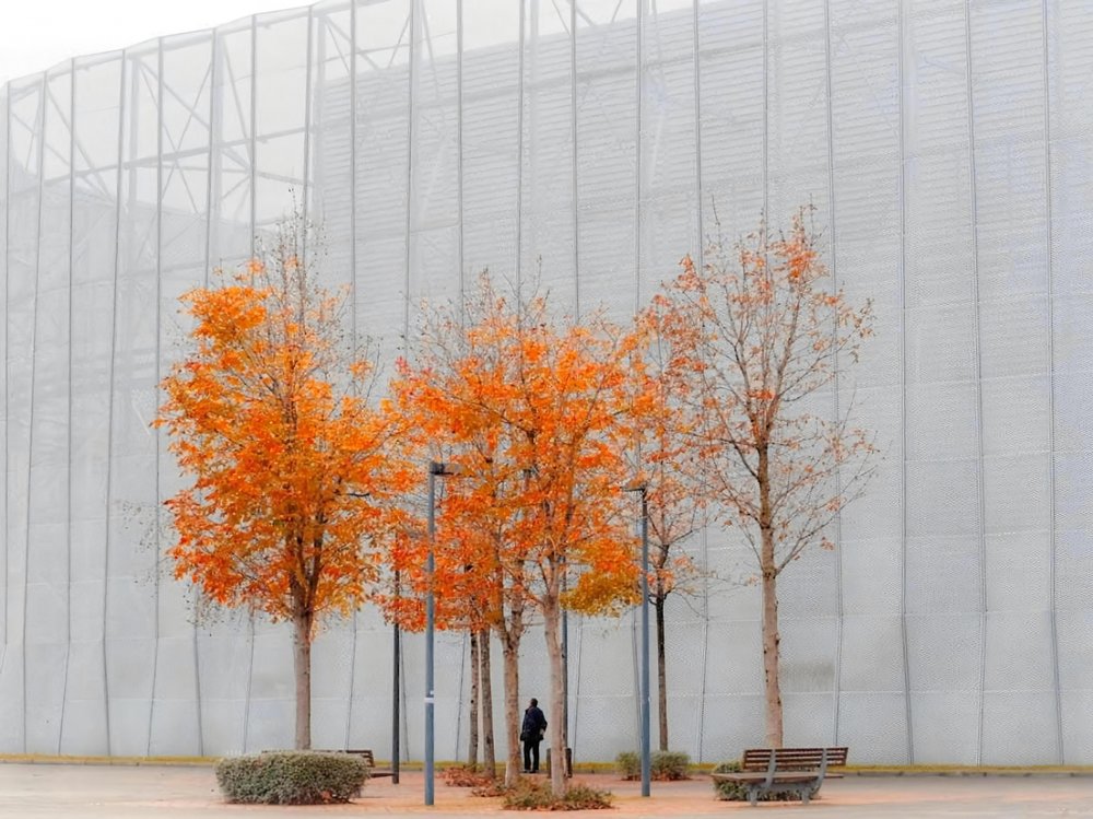 Bright Autumn City Trees