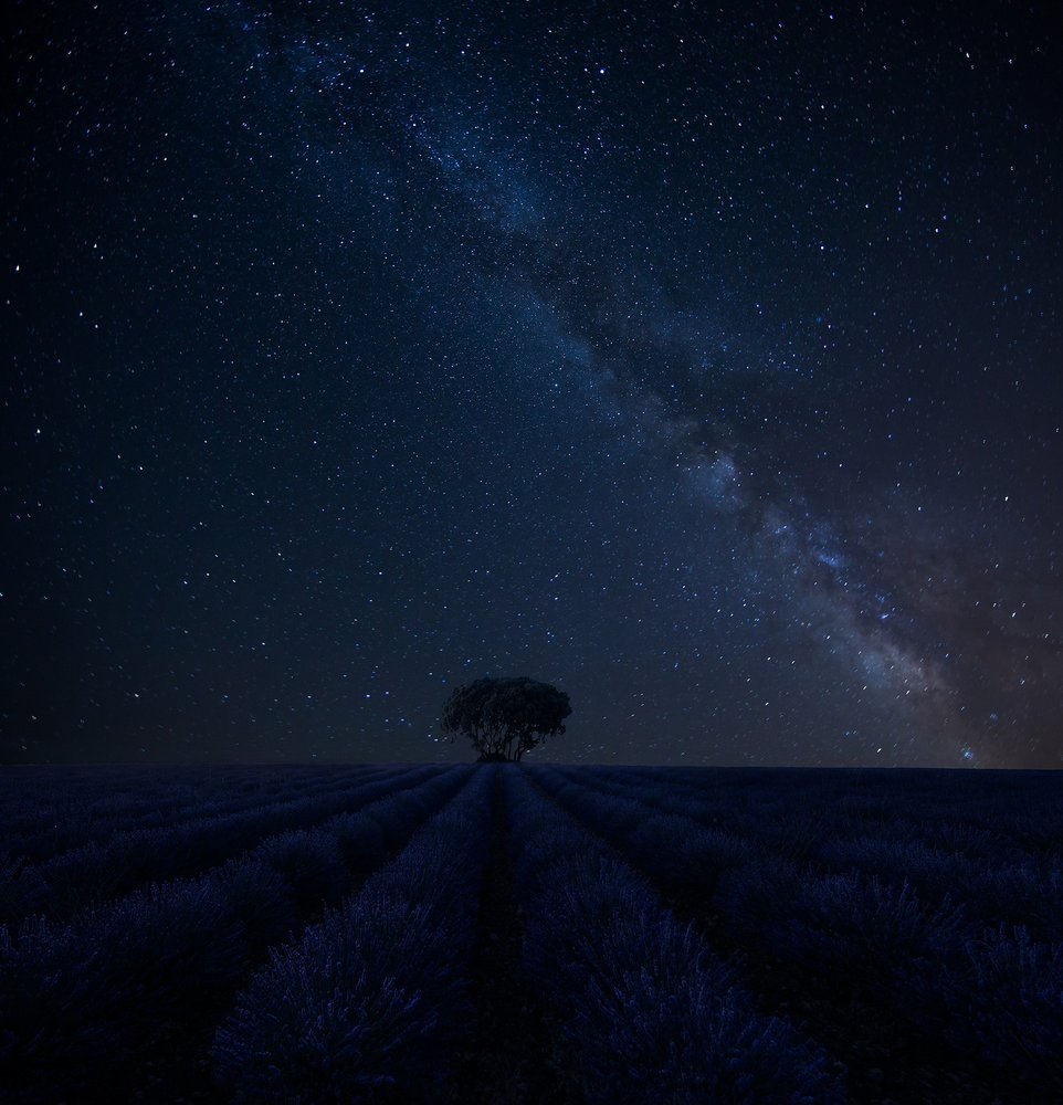 Milky Way Lavender Field
