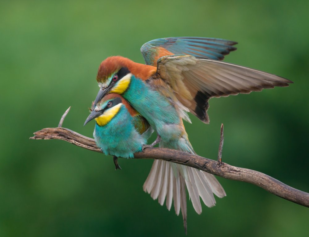Mating Bee-eaters