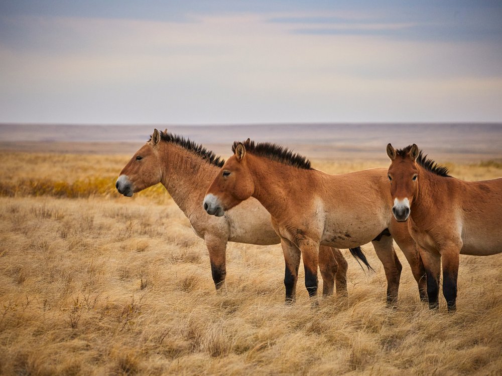 Wild Horses Roaming Steppe
