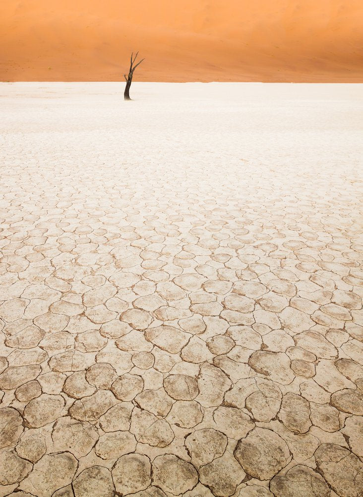 Solitary Desert Tree