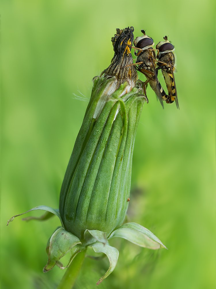 Hoverflies On Dandelion Bud