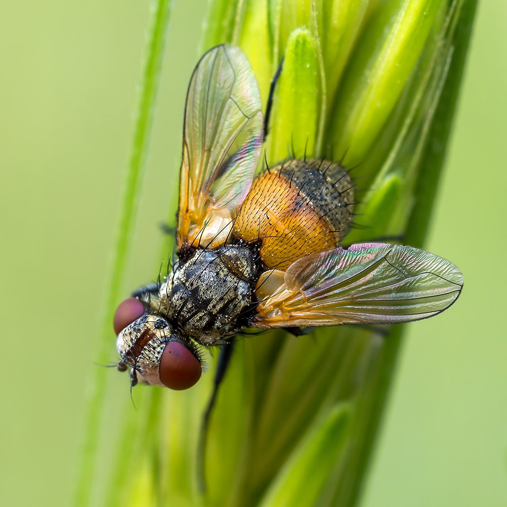 Vibrant Fly On Green